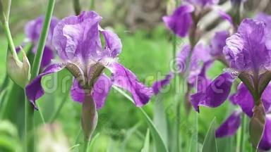 紫胡子，种植<strong>鸢尾</strong>花出售，花园<strong>鸢尾</strong>花特写